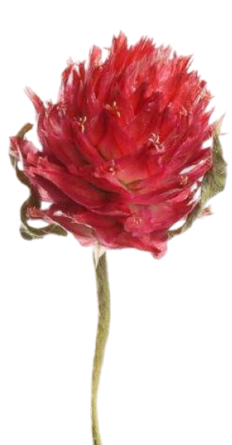 Odos priežiūros filosofija